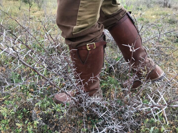 Botte Sauvage in Texas Thorns Botte Sauvage in Texas Thorns
